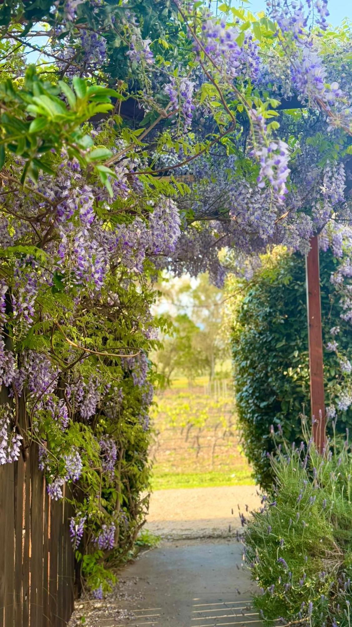 Is Cheas Wine Farm Boutique Hotel San Vero Milis Εξωτερικό φωτογραφία